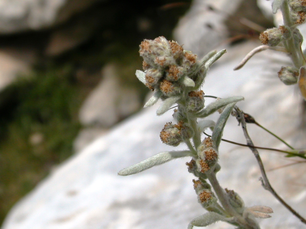 Artemisia umbelliformis subsp. eriantha / Assenzio bianco